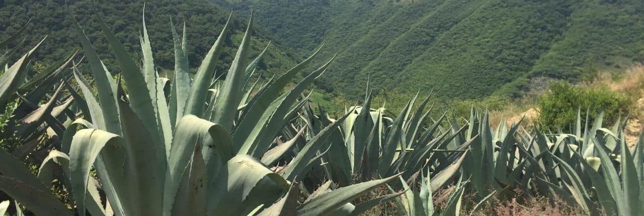 La historia desconocida de las haciendas mezcaleras en la Sierra Gorda queretana